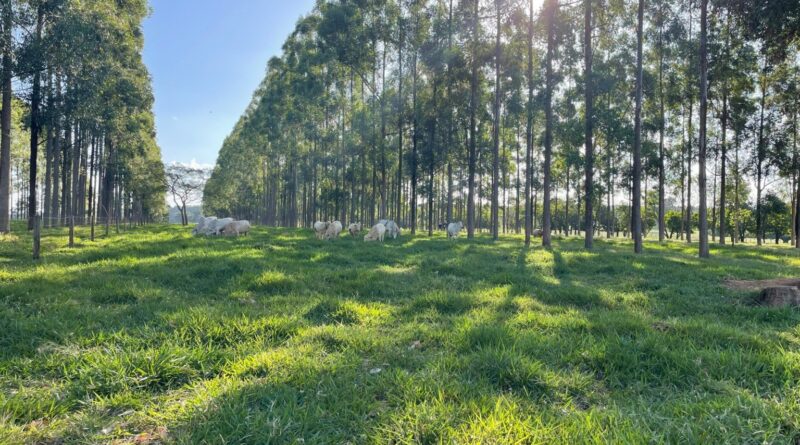 Embrapa confirma viabilidade econômica de ILPF e sistemas agroflorestais