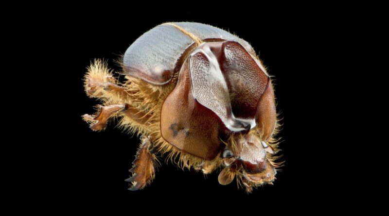 nova espécie de besouro da Caatinga recebe nome de expressão típica do Nordeste