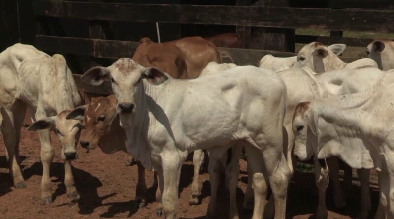 Da sanidade ao lucro: o guia de cuidados para garantir o bezerro do cedo e mais lucro