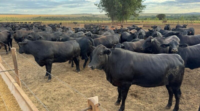 Tuberculose bovina: a doença sem cura que desabilita a exportação do gado! Veja