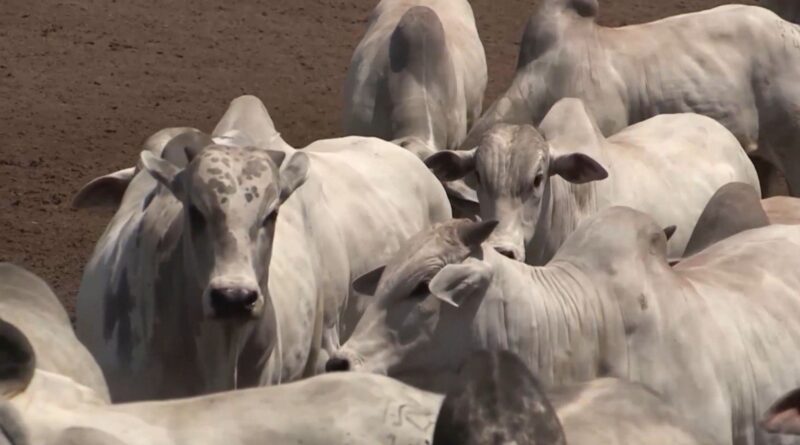 Mosca-dos-chifres: setembro é o mês chave para o controle e o lucro do gado. Veja