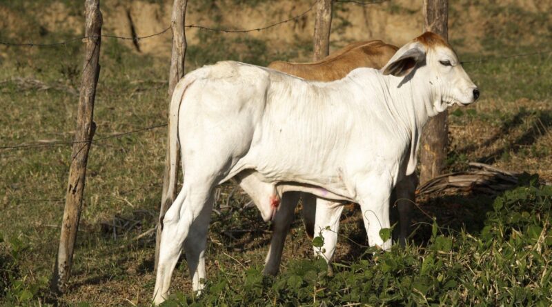 Umbigueira em bezerro: por que remédio caseiro é um risco e não a solução?