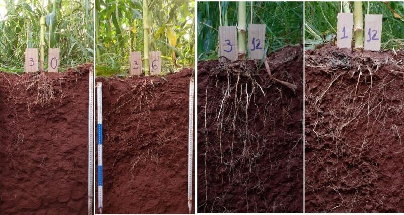 calagem produtividade