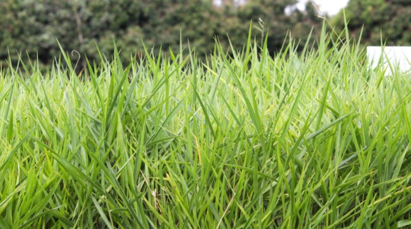 Pasto na seca: este é o guia para escolher o capim ideal e garantir o lucro! Veja
