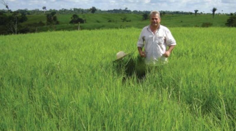 Grama estrela roxa irrigada: como a nutrição e o manejo garantem o lucro