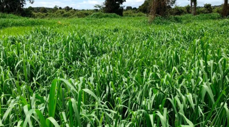 Diferimento de pasto: o guia prático para estocar forragem e não perder dinheiro. Veja