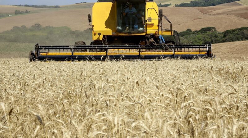 Trigo, lavoura, colheita