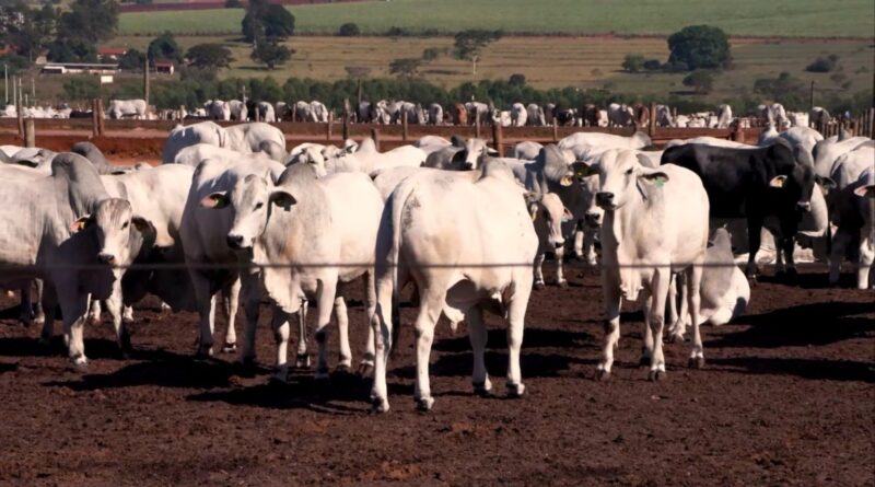 5º Fórum da Pecuária: o evento que vai guiar o setor da carne brasileira
