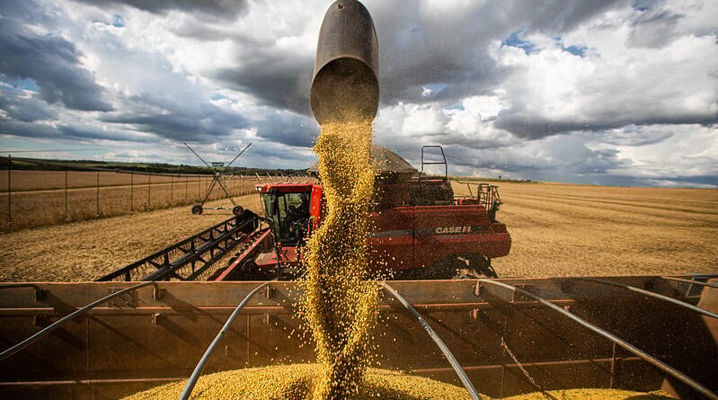 preço da soja cotações, safra