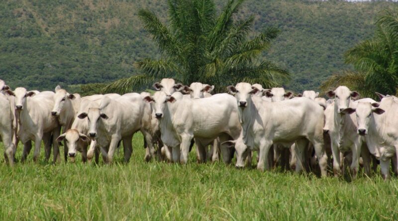 Nelore e IA: a ultrassonografia que revoluciona a genética da raça