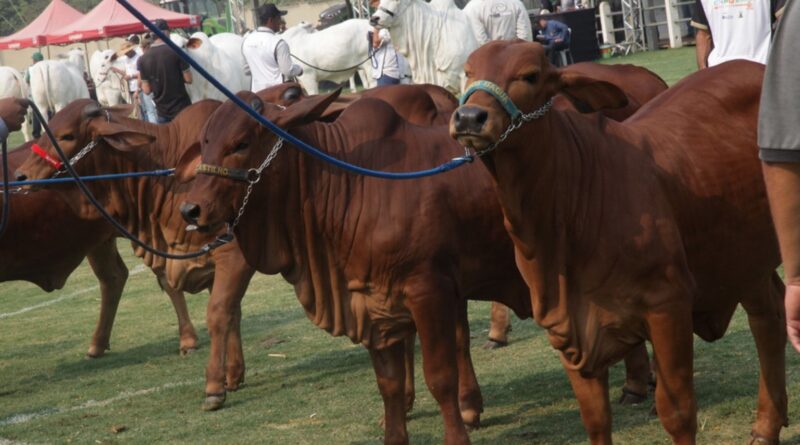 Expo Rio Preto 2025: maior edição da história se prepara para receber 3 mil animais