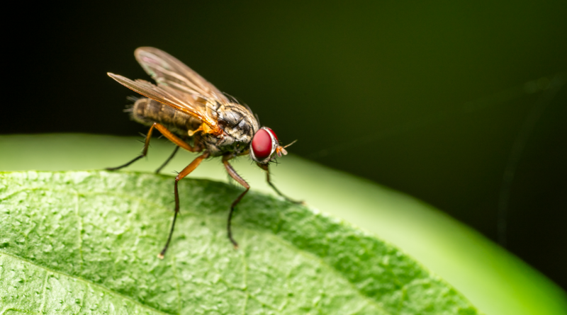 DNA em moscas revela presença de onças e primatas em fazenda de fabricante de cerveja