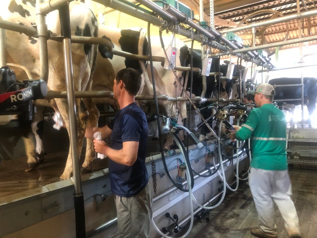 Dois homens fazendo a ordenha mecânica 