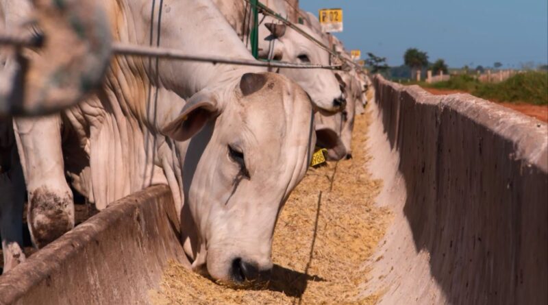 Pecuária de ponta: por que um dia a mais de cocho pode custar caro na arroba?