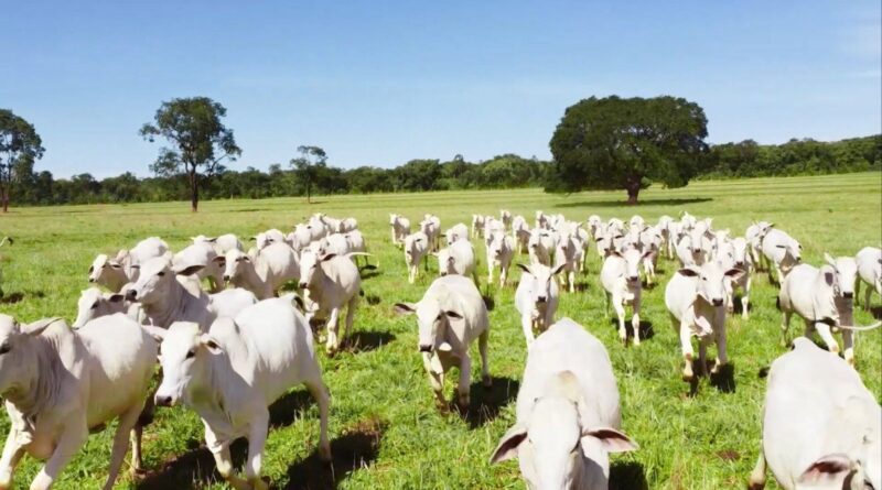 Brasil começará a exportar bovinos e bubalinos a país africano