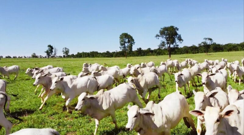 Com recordes, abate de bovinos, suínos e aves cresce no segundo semestre de 2025