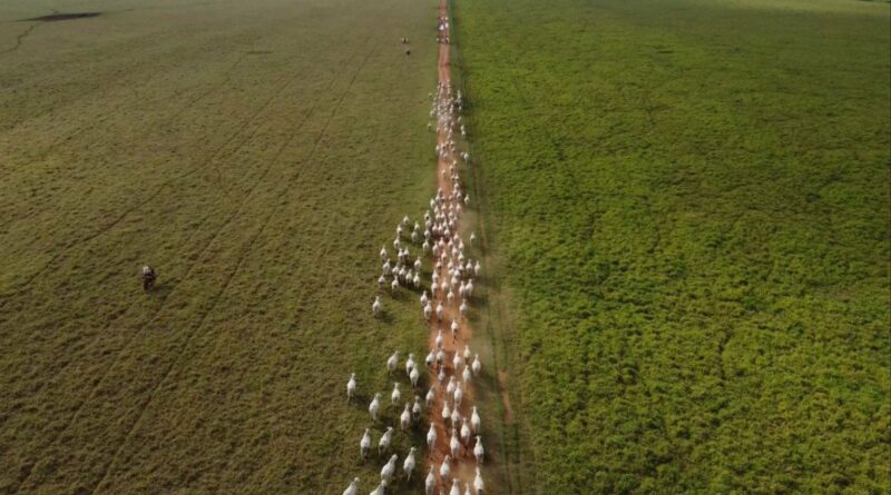 Pasto e boi: por que a boca do gado é a melhor roçadeira na transição para as águas