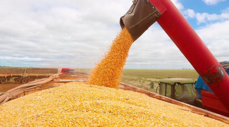 Safra 24/25 de milho se aproxima de 140 milhões de toneladas, estima consultoria