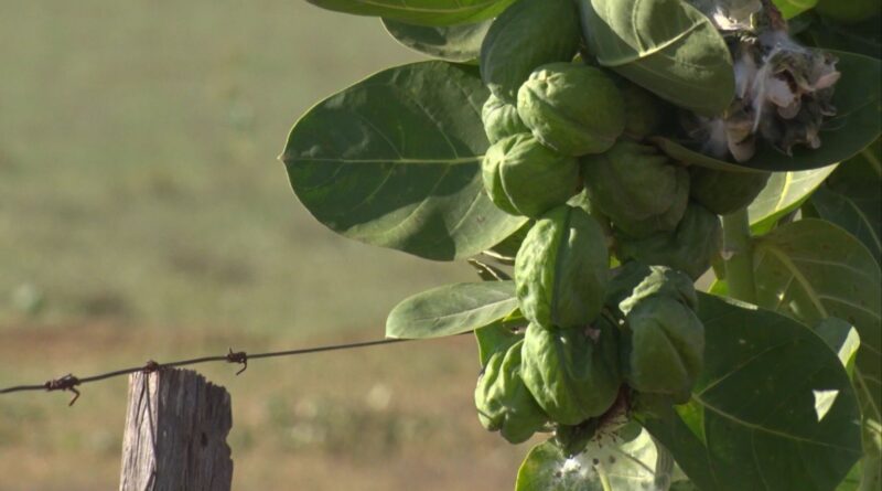 Algodão de seda: como eliminar a planta invasora que assombra seu pasto?