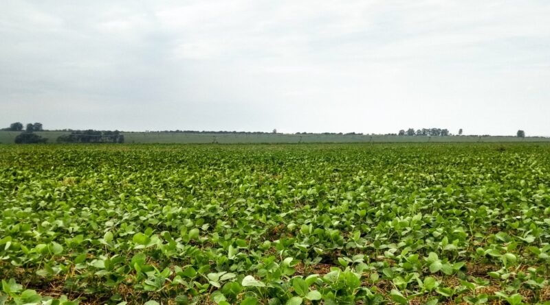 Soja deve ocupar 33 mil hectares em município de MG; saiba qual