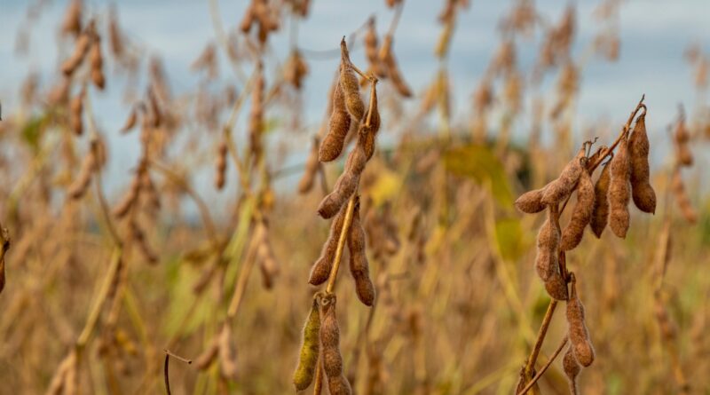 Aplicação conjunta de calcário e fosfato natural gera 12 sacas de soja a mais por hectare