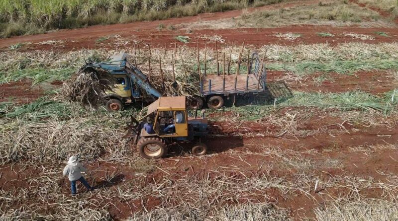 Tecnologia consegue prever a produtividade da cana com 89% de acerto