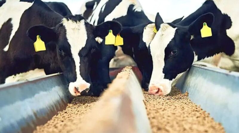 Dieta de vaca leiteira: o risco de 60% de concentrado para a saúde ruminal