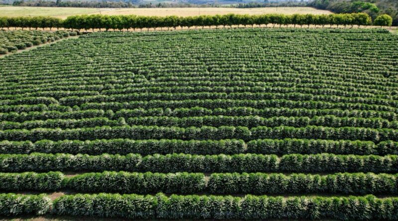 Brasil buscará reforçar papel do agro sustentável durante a COP30