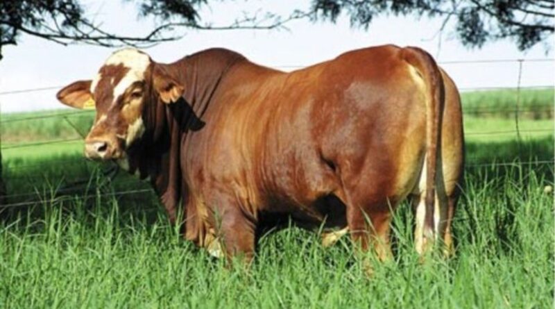 Caracu, Simbrasil ou Canchim? a escolha para o gado de corte lucrativo