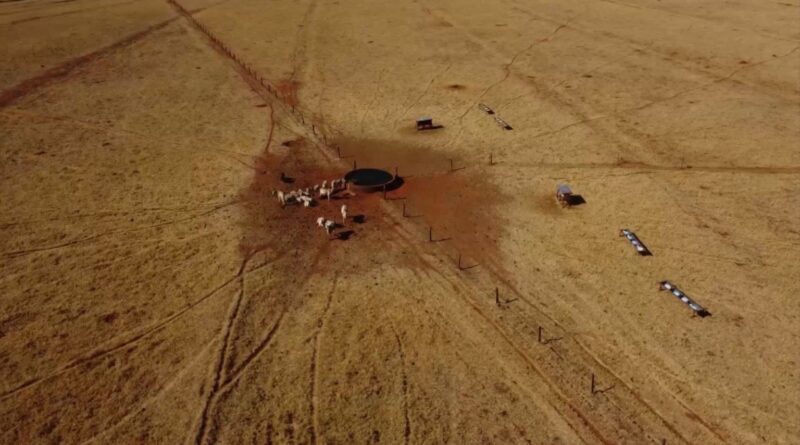 a estratégia do diferimento de pasto que evita o prejuízo na seca