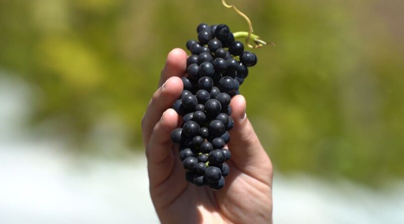 Colheita de inverno destaca vinhos finos e enoturismo em Pedra Azul