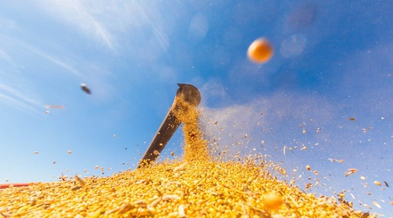 Descarregamento de Soja