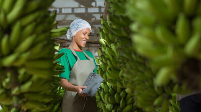 Setor produtivo alerta governo sobre riscos da importação de banana do Equador