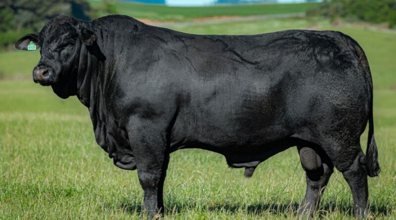 Cruzamento entre caracu e devon pode ajudar a potencializar a pecuária moderna; saiba mais