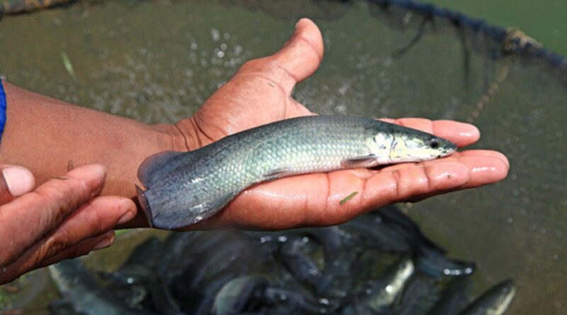 Cápsulas de alho mostram eficácia contra parasitas do pirarucu