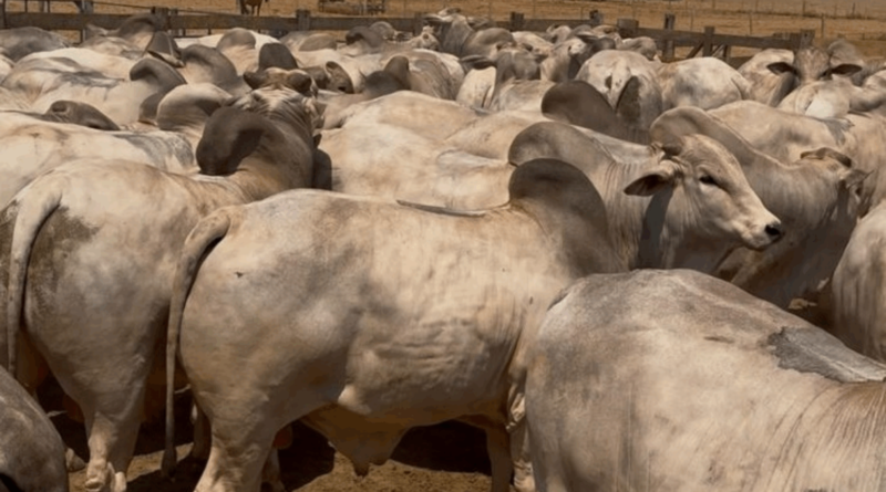 Programa da ABCZ comprova ganhos de desempenho com touros nelore PO