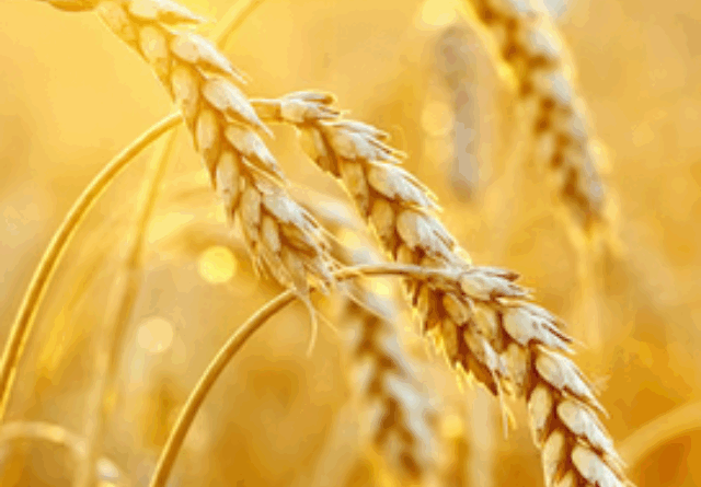 Abertura Nacional da Colheita do Trigo é realizada pela primeira vez