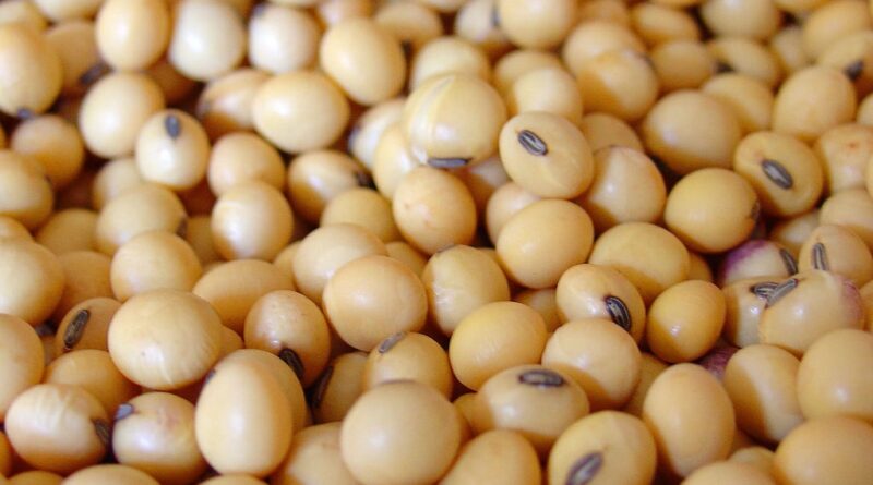 Abiove atualiza projeções do complexo soja para 2026