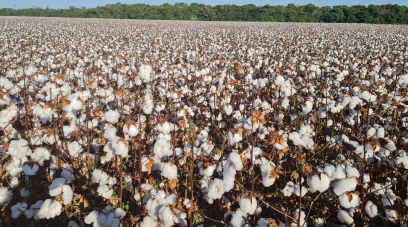 Indicador do algodão opera abaixo da paridade de exportação