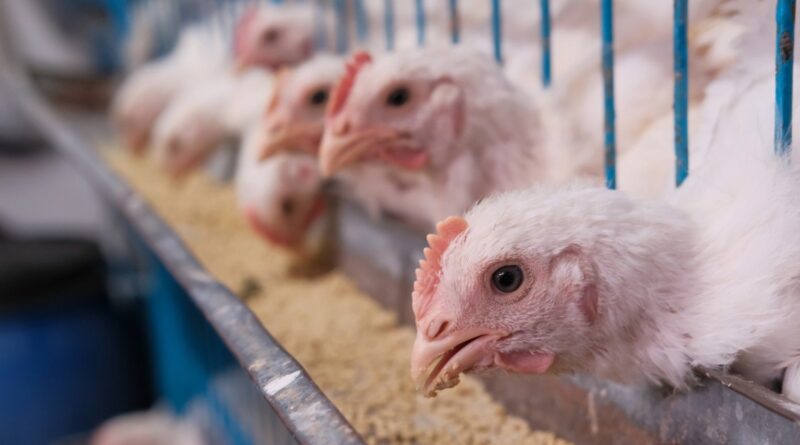 o segredo da imunidade e do bom desempenho das aves