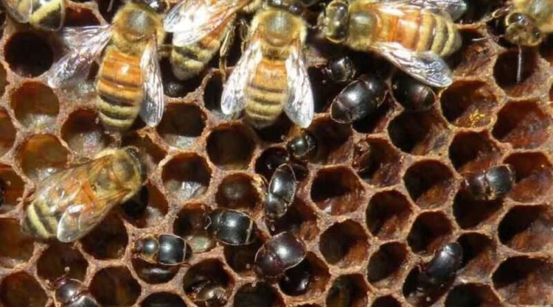 pequeno besouro colmeias