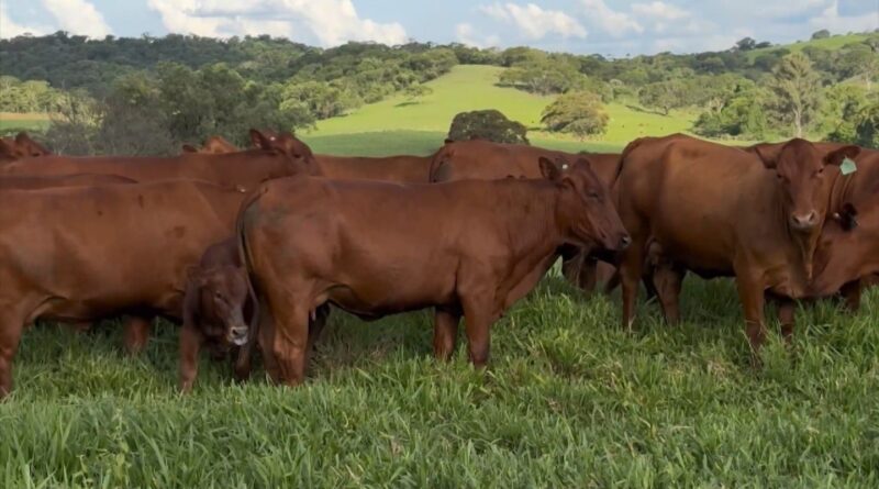 Uso de touro bonsmara em vacas nelore pode melhorar qualidade da carne; saiba mais
