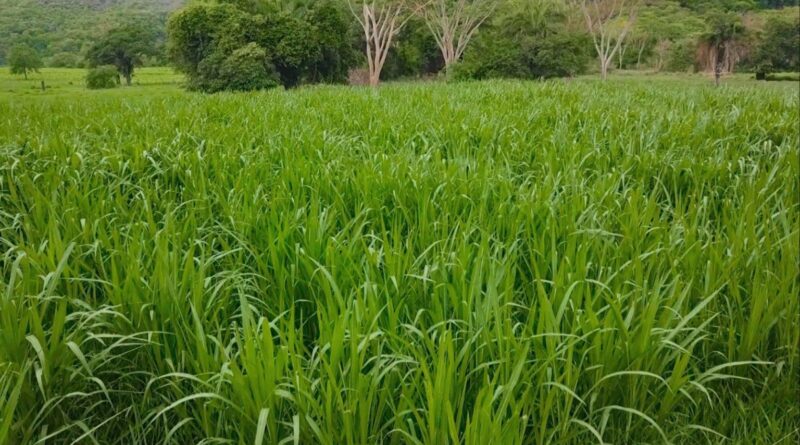 Capiaçu exige suplemento proteico para garantir ganho de peso no gado, alerta zootecnista