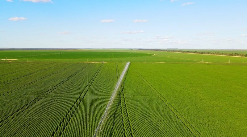 Plantio antecipado da soja no Oeste da Bahia cresceu 330% em 5 anos