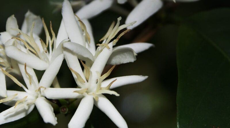 Chuvas animam cafeicultores