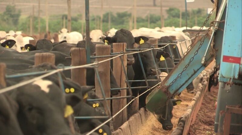 Como acertar no proteinado e evitar desperdício no cocho durante período das águas