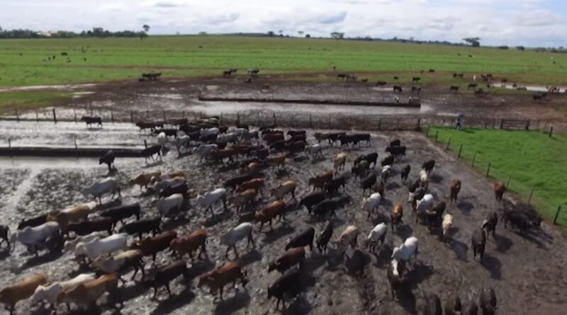 Como evitar perdas e manter o desempenho do gado confinado durante período das chuvas?