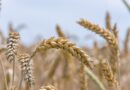 Colheita de trigo no RS atinge 10% da área, mostra Emater