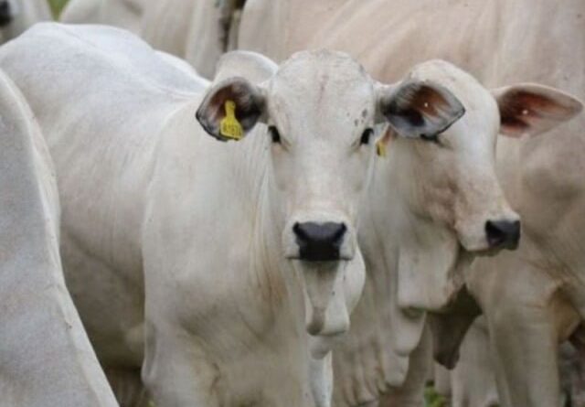 Creep Feeding impulsiona suplementação de bezerros e produtividade