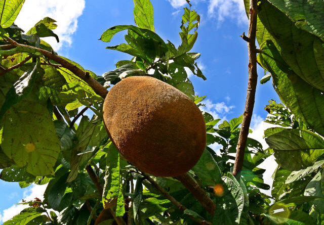 Bioeconomia; cupuaçu